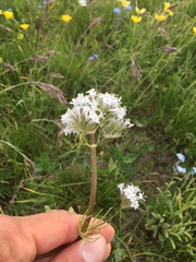 Valeriana alpestris