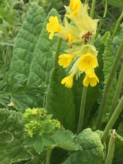Primula veris macrocalyx