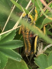 Nocaracris cyanipes