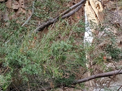 Anisacanthus linearis
