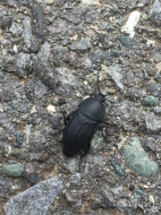 Silphidae