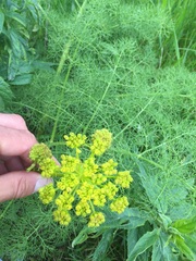 Prangos ferulacea