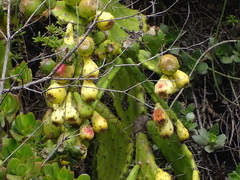 Opuntia monacantha