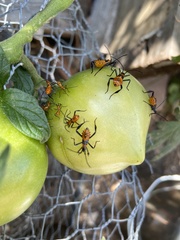 Phthiacnemia picta
