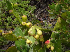Opuntia monacantha