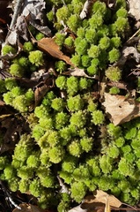 Sphagnum strictum