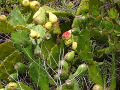 Opuntia monacantha