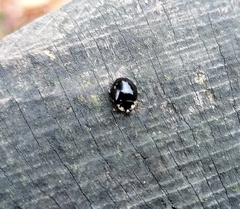 Harmonia axyridis