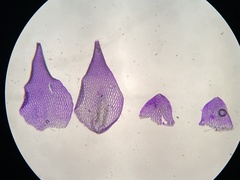 Sphagnum strictum