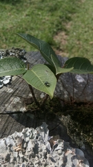 Chapoda