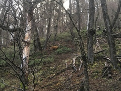 Hippocamelus bisulcus