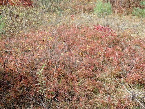 Vaccinium angustifolium