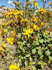 Electranthera mutica