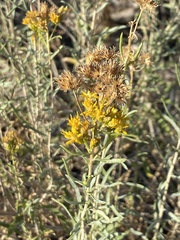 Isocoma pluriflora
