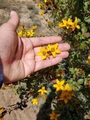 Electranthera mutica