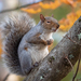Eastern Gray Squirrel - Photo (c) Susan Elliott, some rights reserved (CC BY-NC), uploaded by Susan Elliott