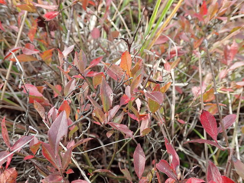 Vaccinium angustifolium
