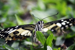 Papilio demoleus malayanus