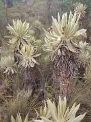 Espeletia hartwegiana