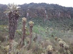 Espeletia hartwegiana