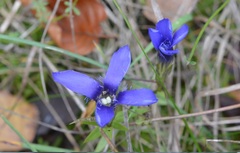 Gentianopsis ciliata ciliata