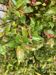 Austropuccinia psidii