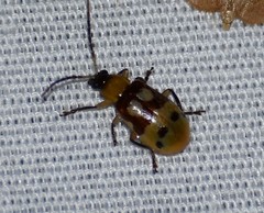 Paranapiacaba connexa