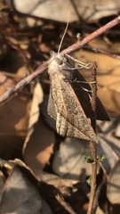 Compsoptera opacaria