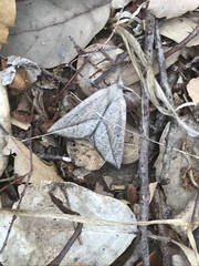 Compsoptera opacaria