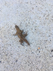 Sceloporus occidentalis