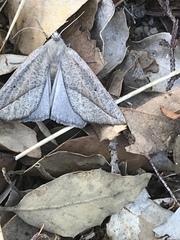 Compsoptera opacaria