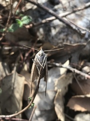 Compsoptera opacaria