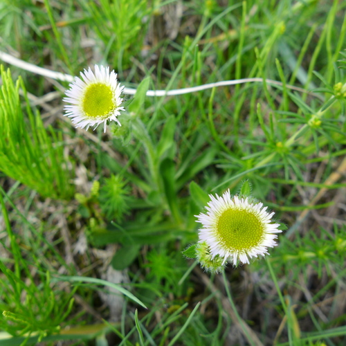 turica (Erigeron)