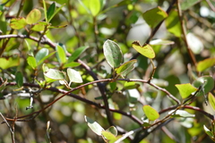 Muehlenbeckia complexa