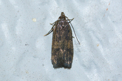 Glyphidocera