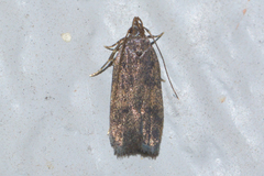 Glyphidocera