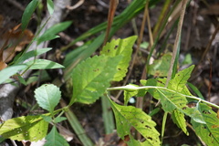 Neolasioptera lycopi