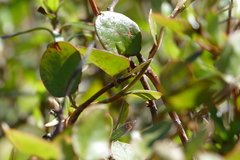 Muehlenbeckia complexa