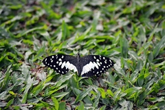 Papilio demoleus malayanus