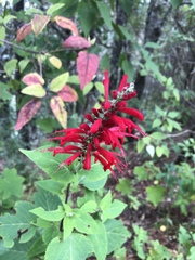Salvia cinnabarina