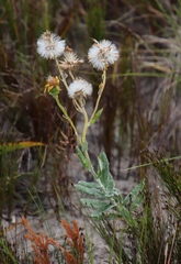 Senecio arniciflorus
