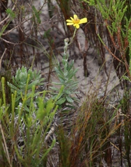Senecio arniciflorus