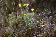 Senecio arniciflorus