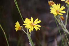Senecio arniciflorus