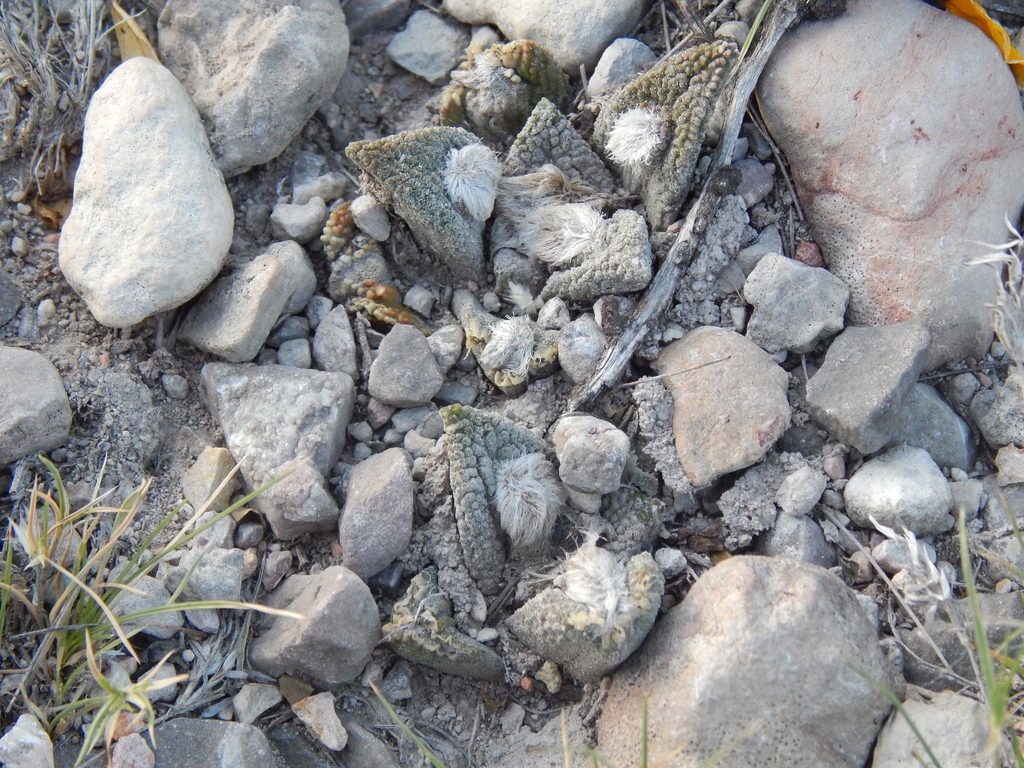 Ariocarpus bravoanus
