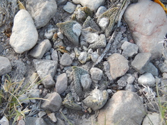 Ariocarpus bravoanus bravoanus