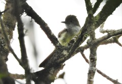 Myiarchus cephalotes cephalotes