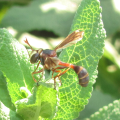 Physocephala marginata