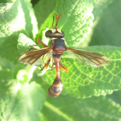 Physocephala marginata
