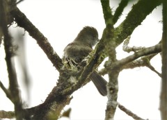 Myiarchus cephalotes cephalotes